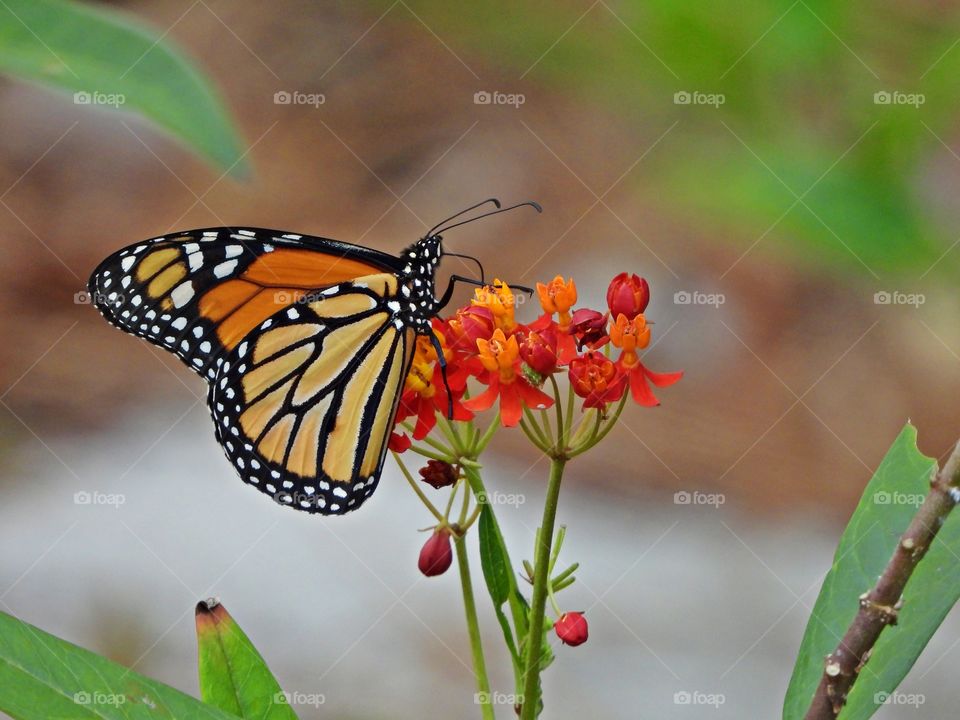 Monarch butterfly on milkweed plant. Celebrating summer by laying their eggs on the milkweed plant. More than beautiful, Monarch butterflies contribute to the health of our planet