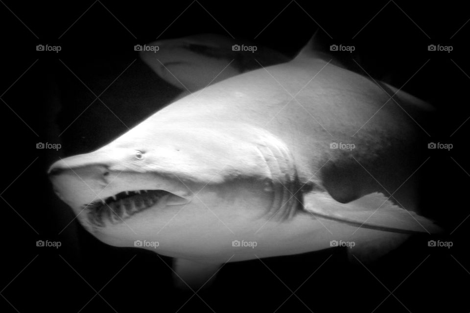 This is a sand shark in an aquarium at the Newport Aquarium in Kentucky.