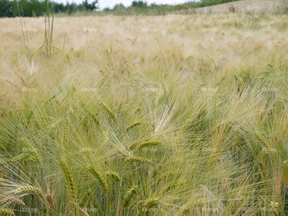 Close-up of wheat growing on field