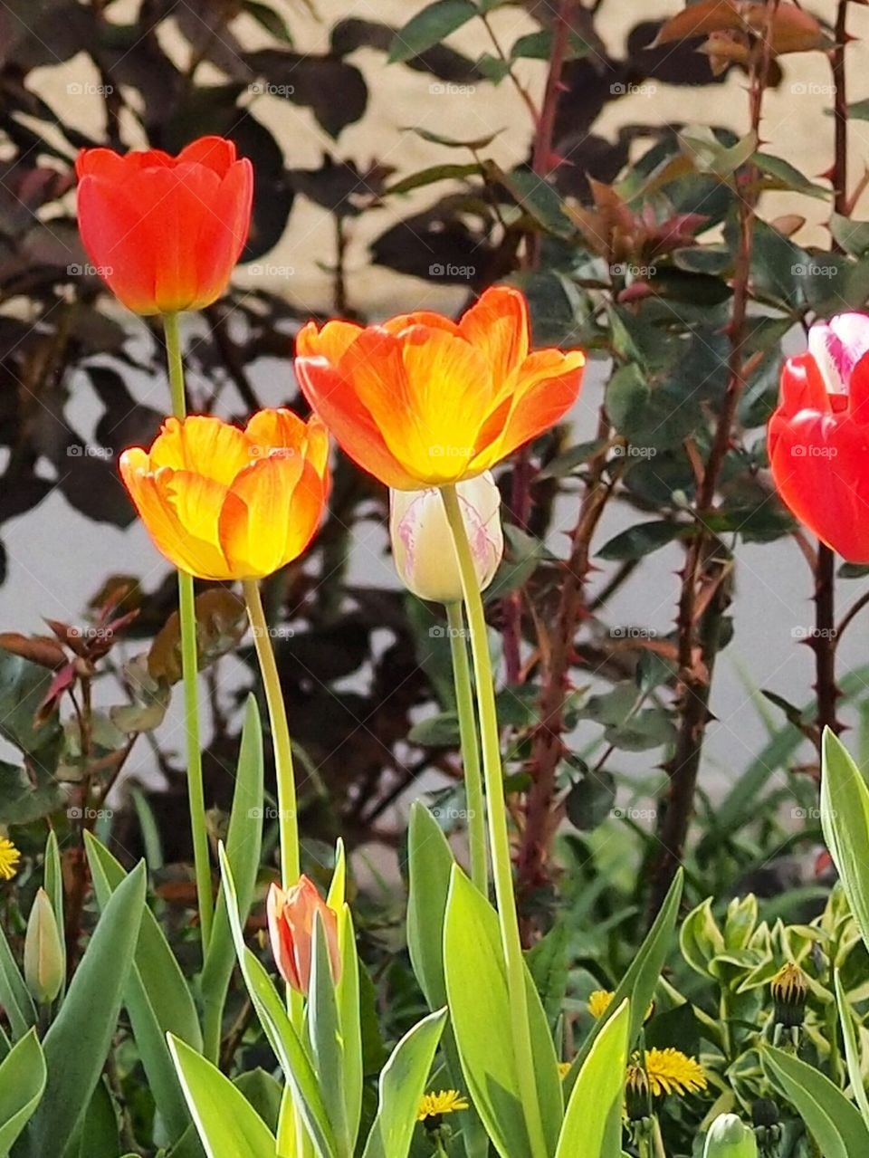 Garden flowers