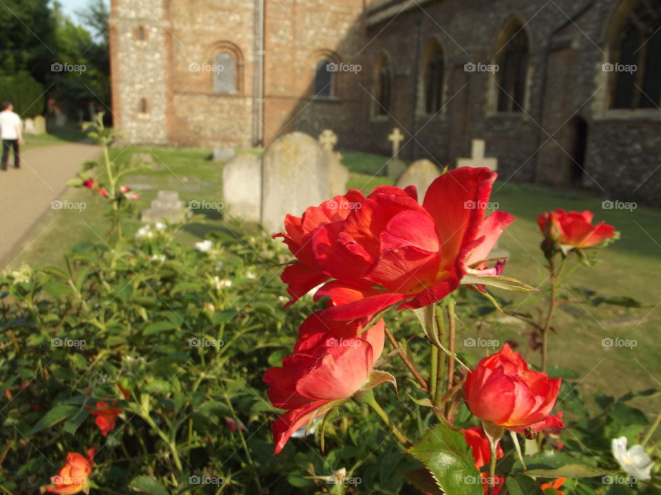 Church Yard Roses