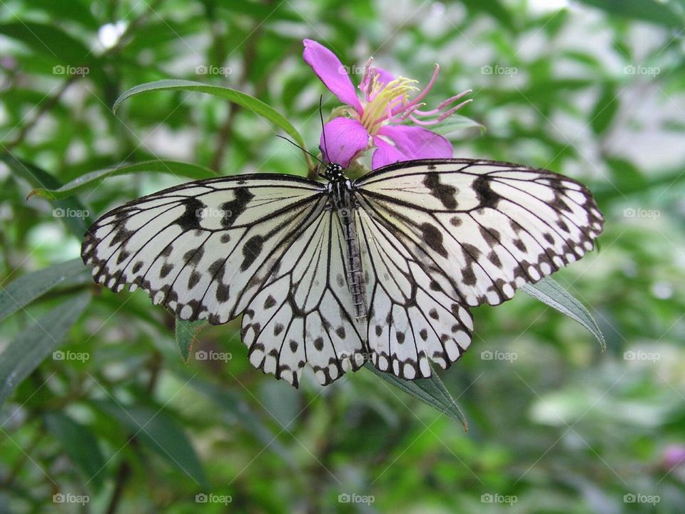 Beautiful butterfly