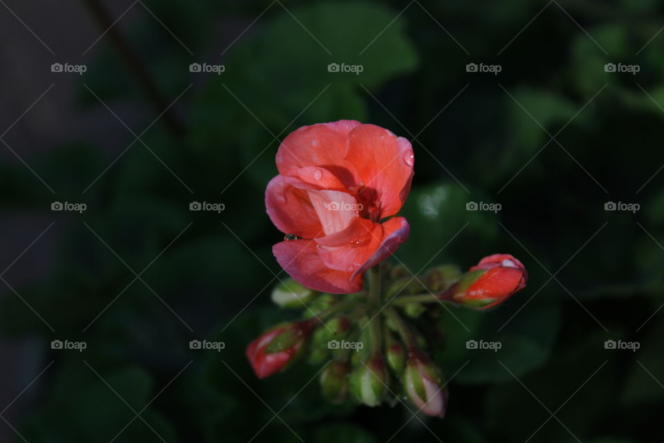 Geranium 