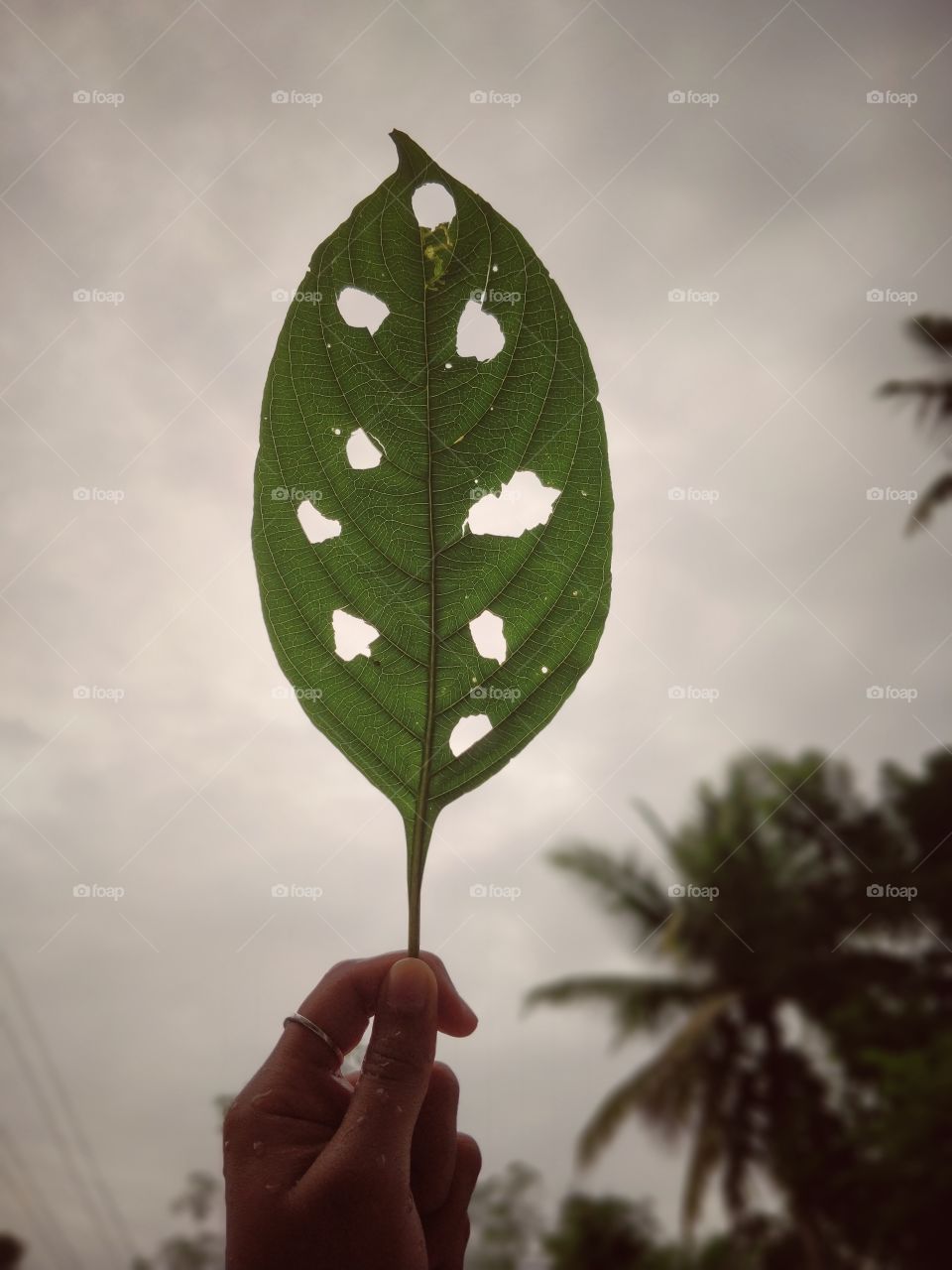 “Komorebi” Sunlight filtering through the leaves of the tree.”