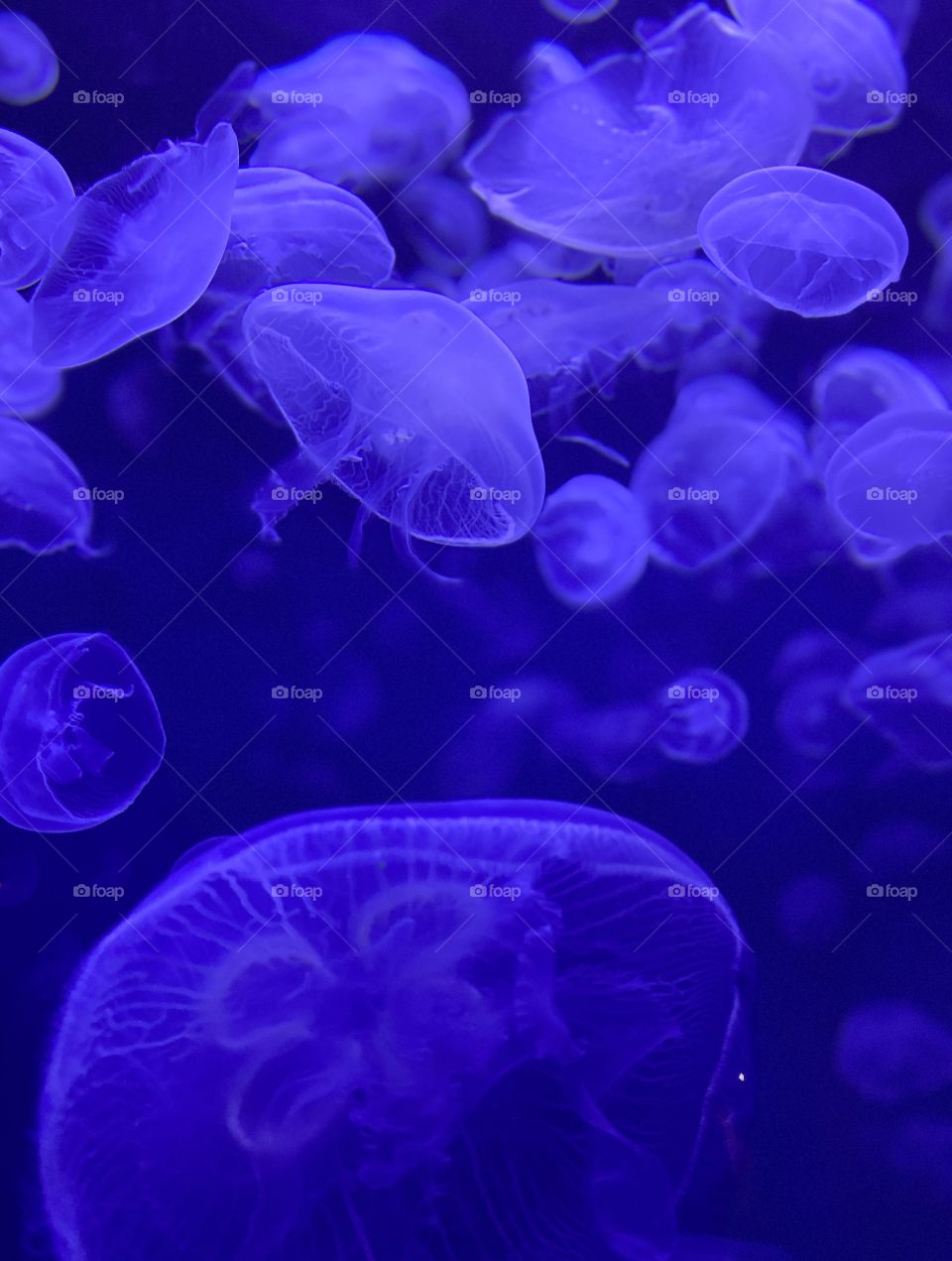 Purple moon jellies swimming 