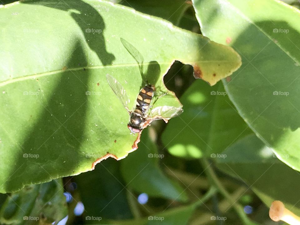 Bee with wings extended on green leaf