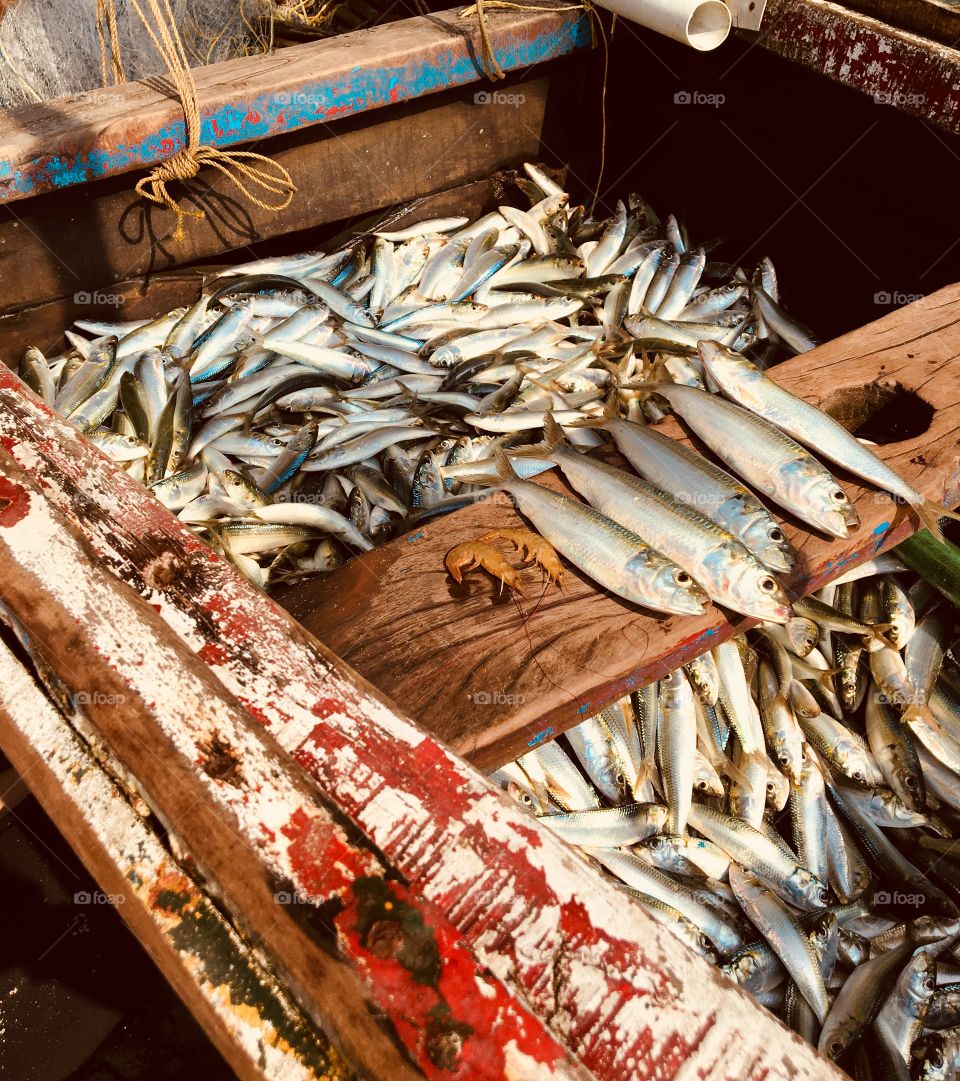 Fresh catch of the day in Kerala, India.
