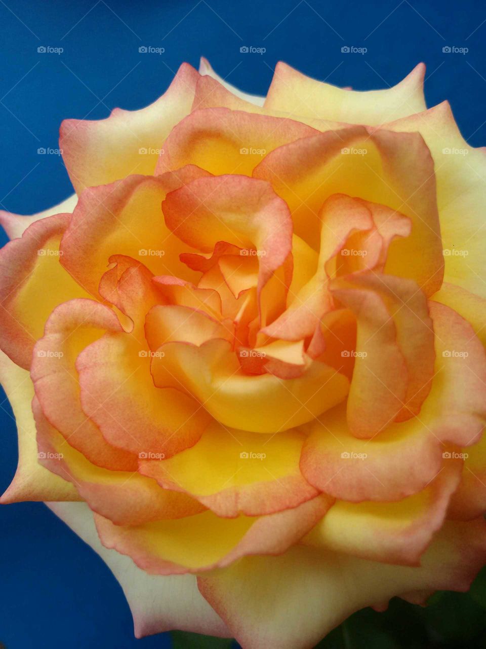 Foccus on rose, the petals are yellow, turning reddish at the tips. Ornamental flower of a garden in Brazil.