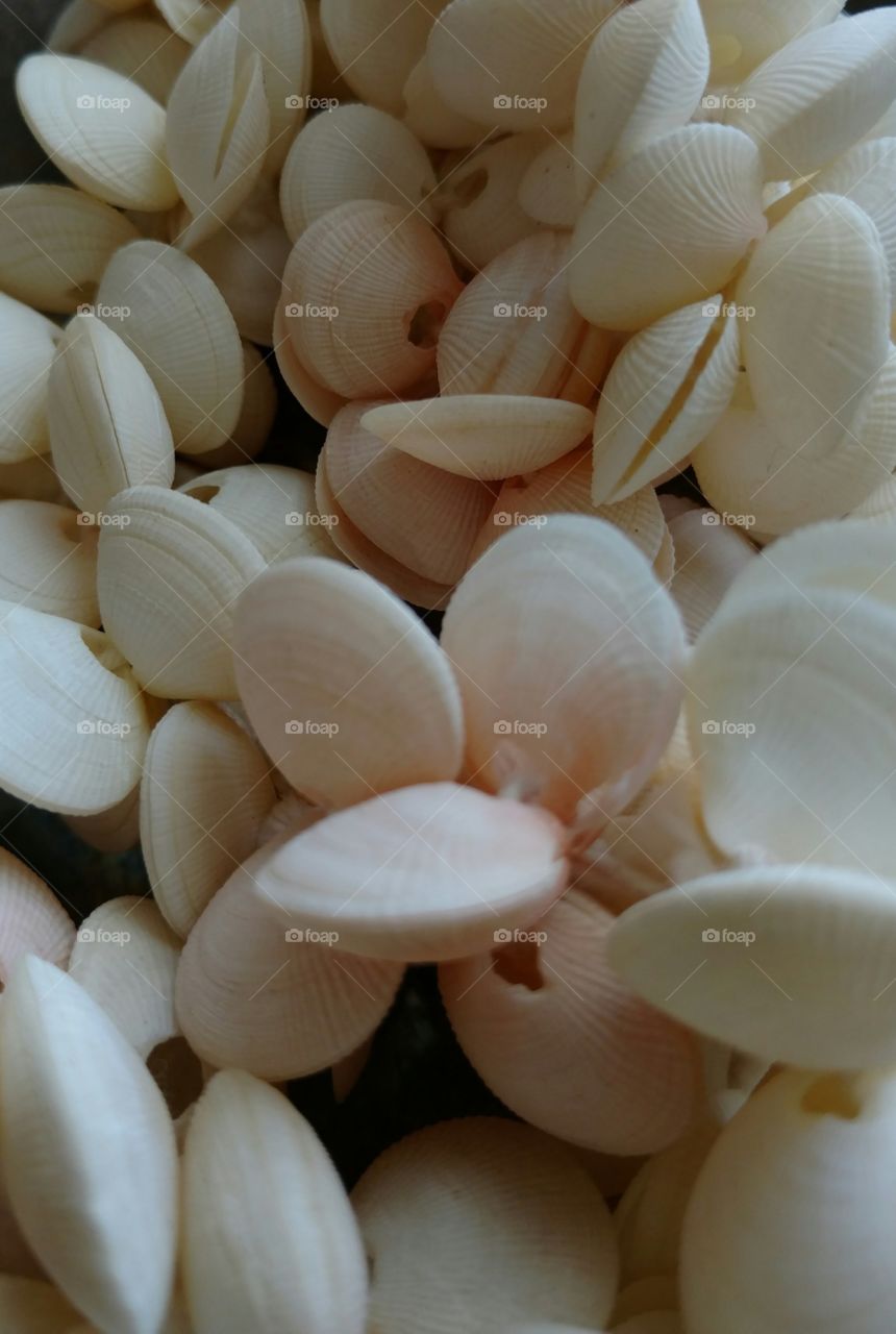 pile of white clams