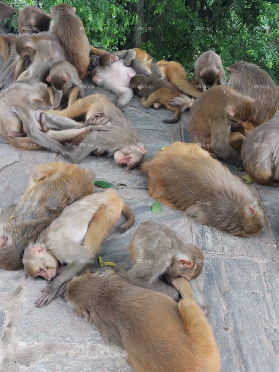 Monkeys sleeping in group