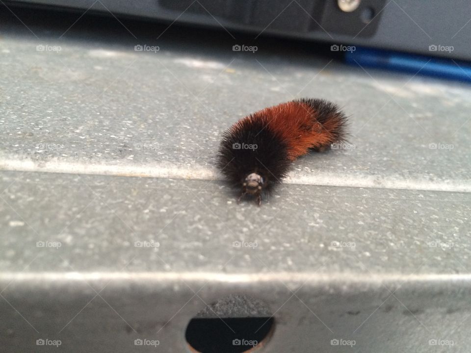 Fuzzy buddy. Found a little friend with a huge smile while working.