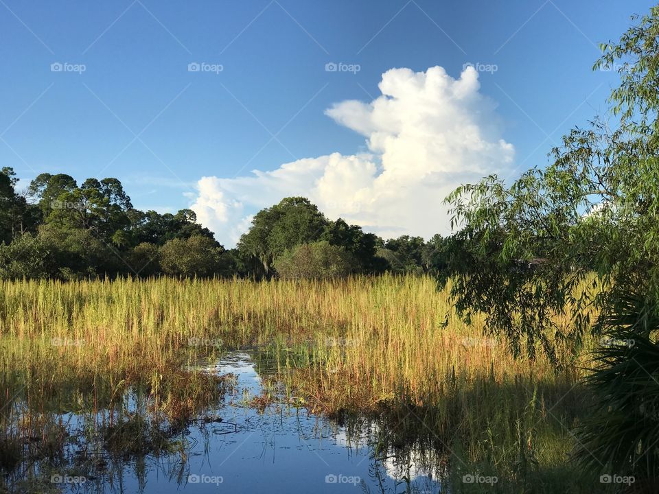 Cloudscape reflections on the beautiful wetlands.