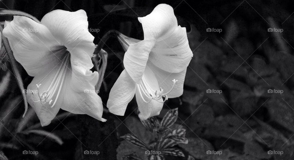 Black and white lillies
