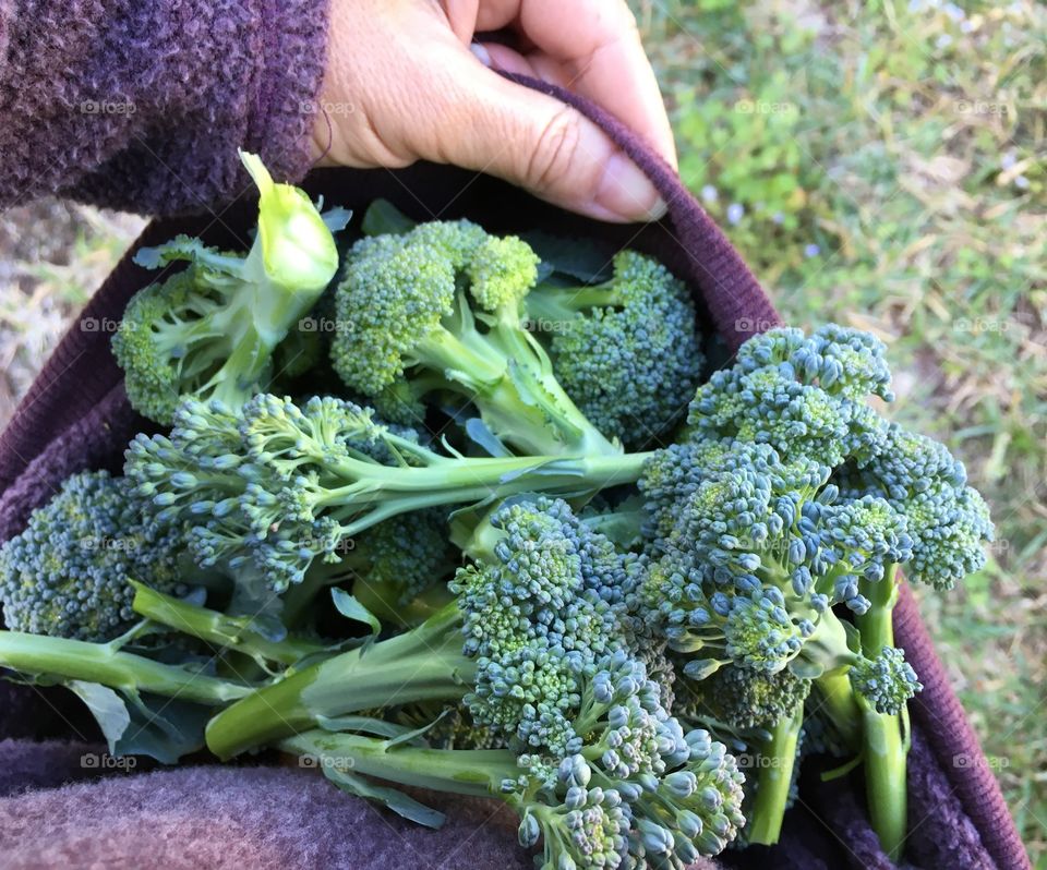 Fresh picked broccoli 
