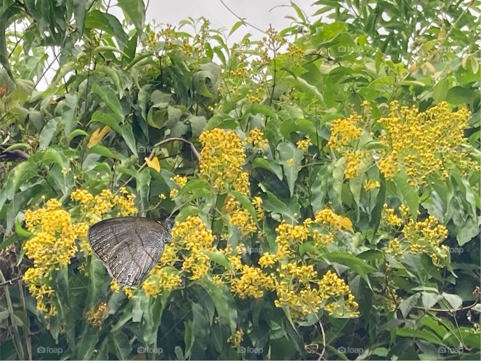 Vip cipó com muitas flores amarelas, pequenas e delicadas. Sobre as flores uma pequena e discreta borboleta marrom claro se alimenta do néctar.