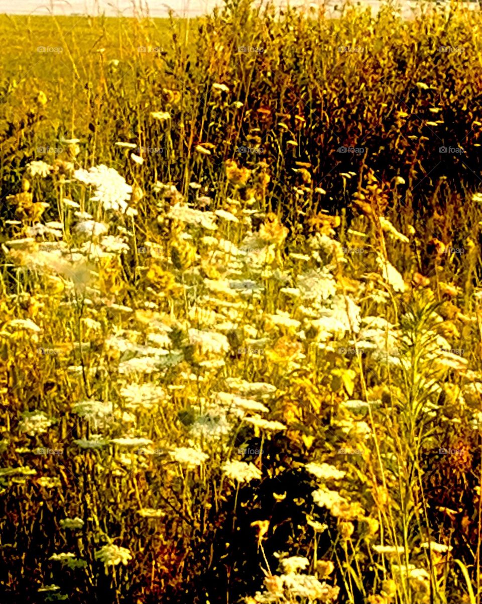 Meadow Queen Anne’s Lace