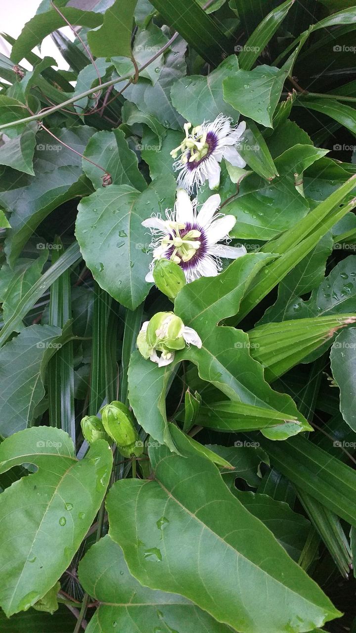 Beautiful flowers