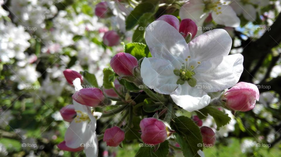 Apple blossoms in spring
