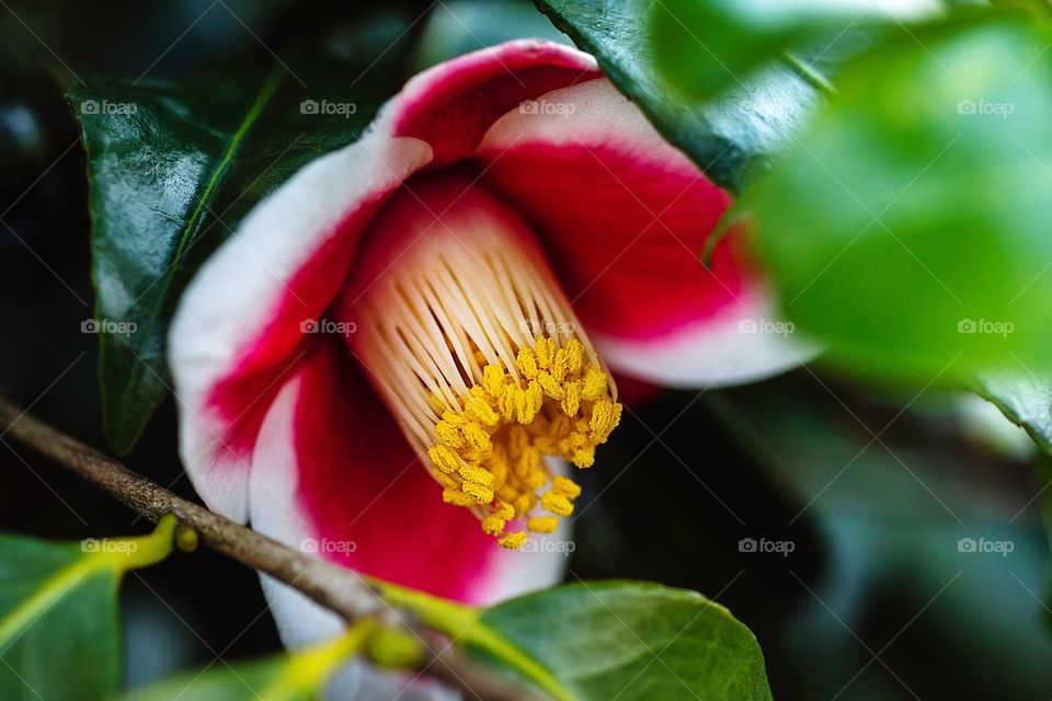 Red and white Camellia macro