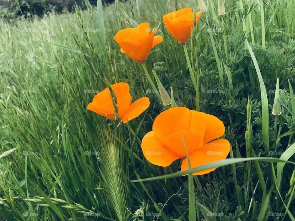 California poppies part 3 . It’s going to be beautiful 