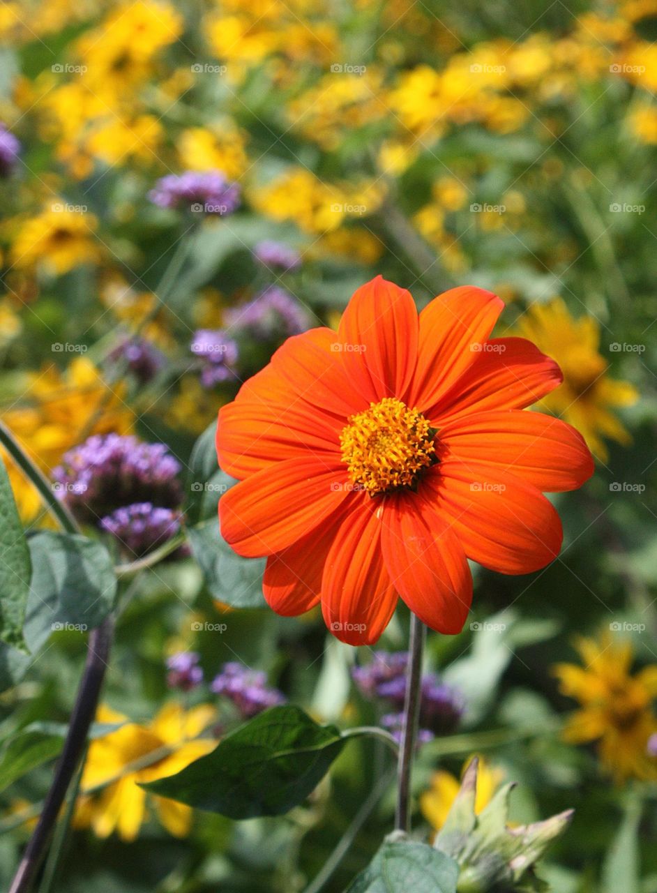 Orange Flower