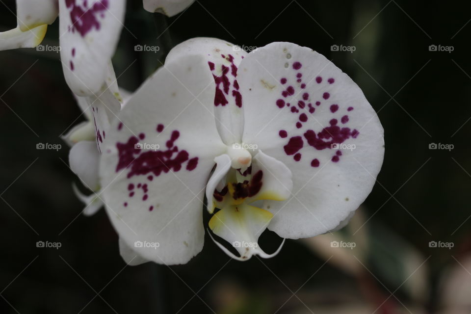 Whit and purple orchids 