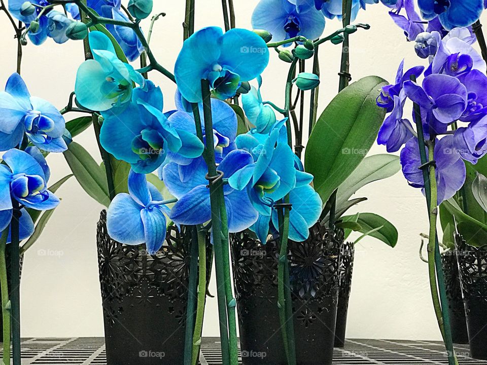 Blue orchids
