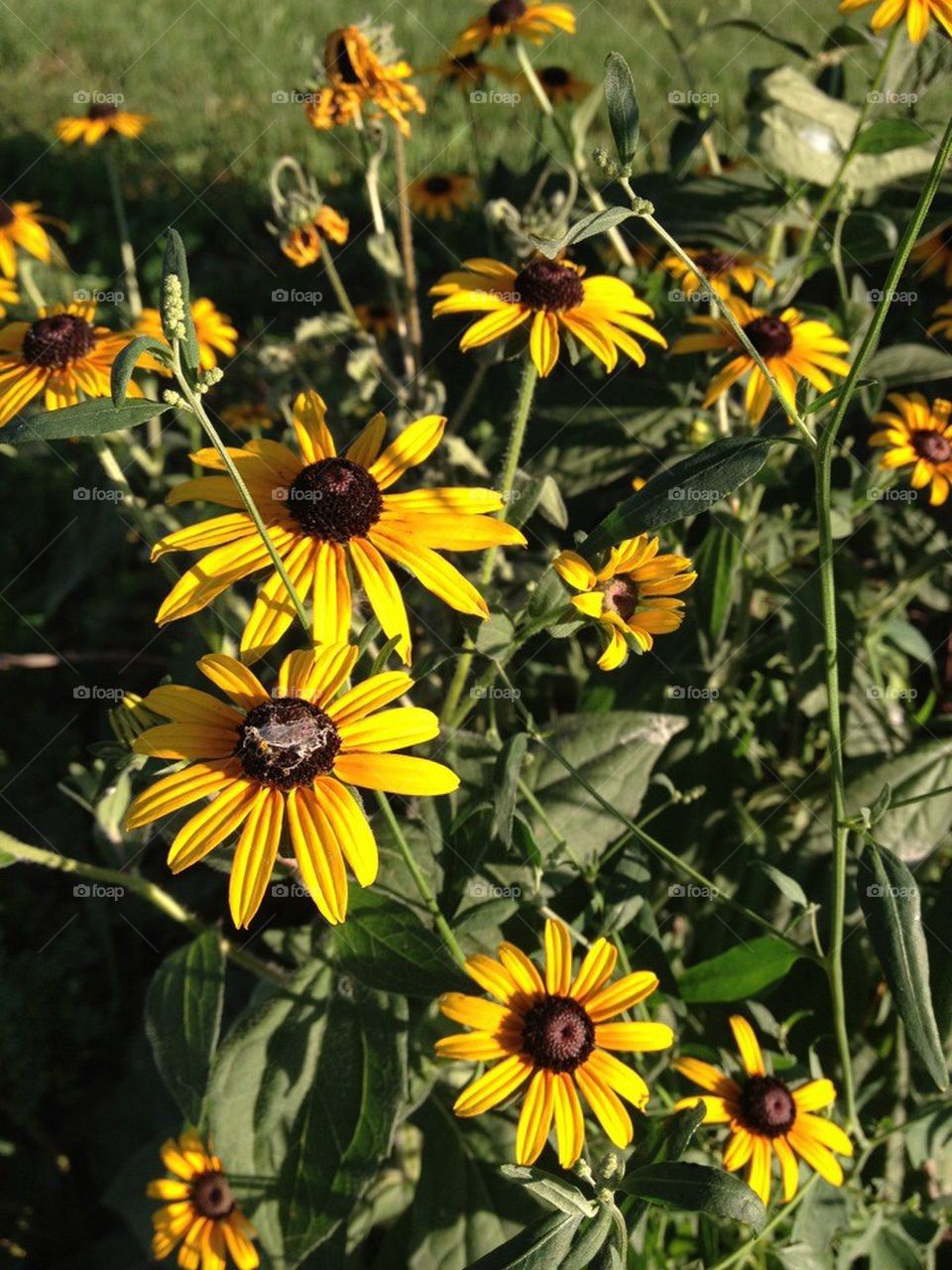 Black-eyed Susan