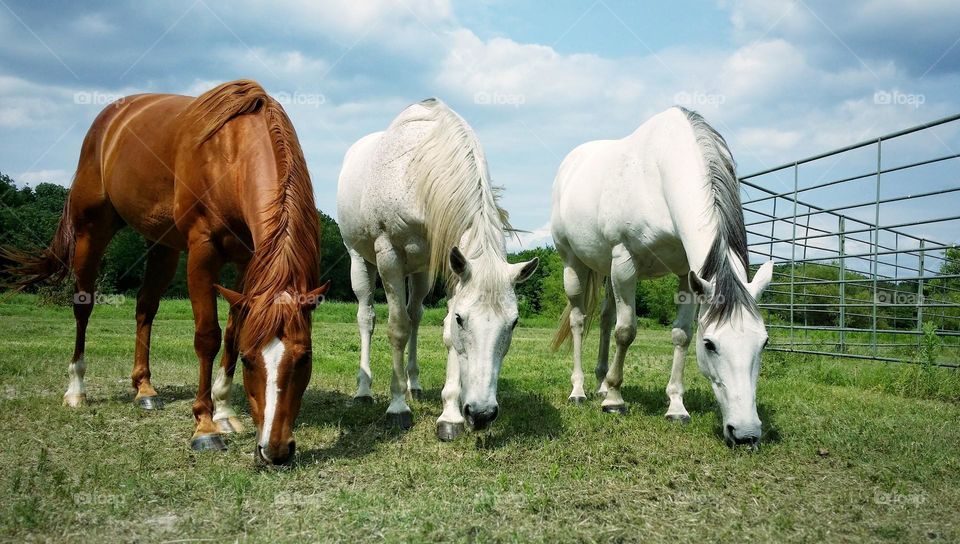 Three Horses