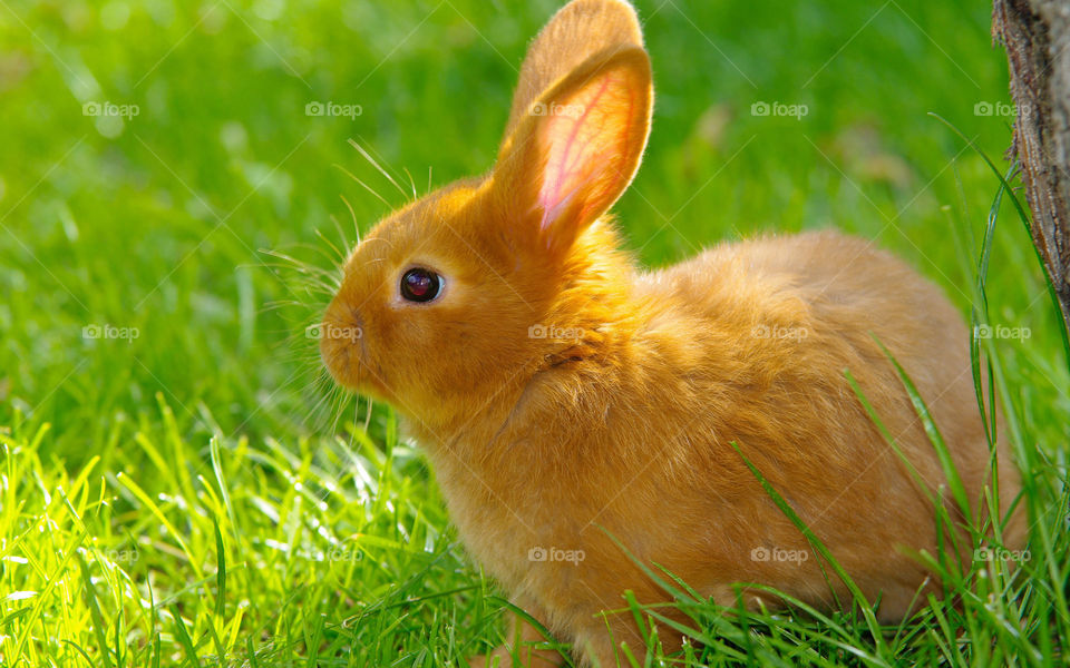 rabbit