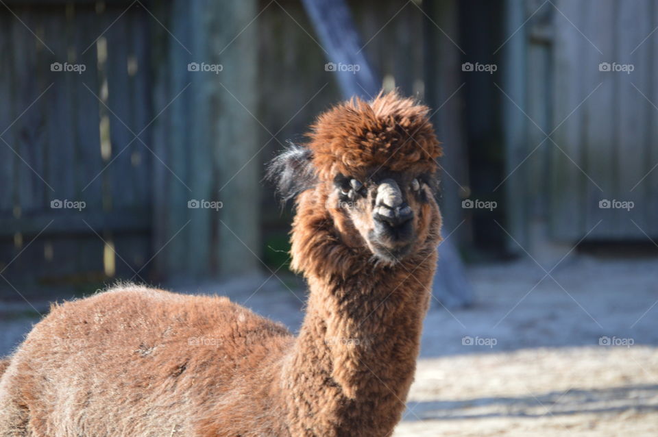 llama