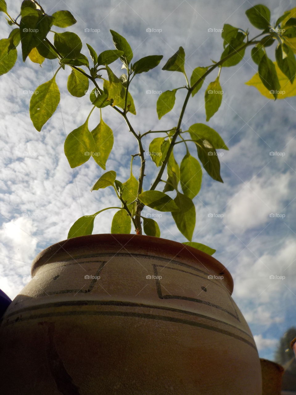 Chilly waiting for hotter sun 