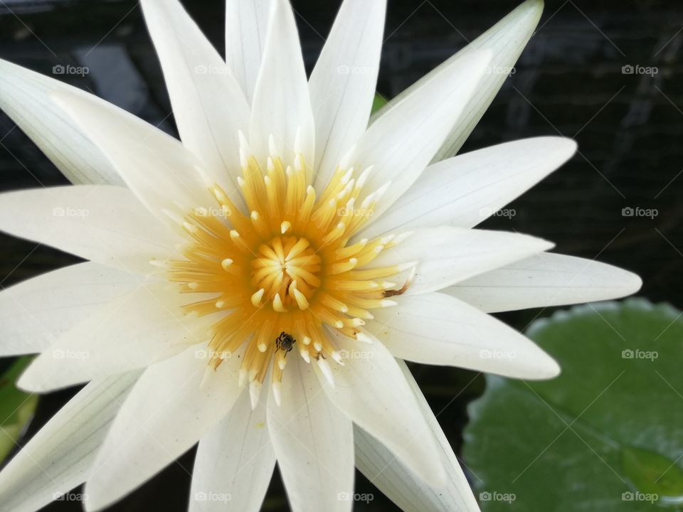 Little loto flower