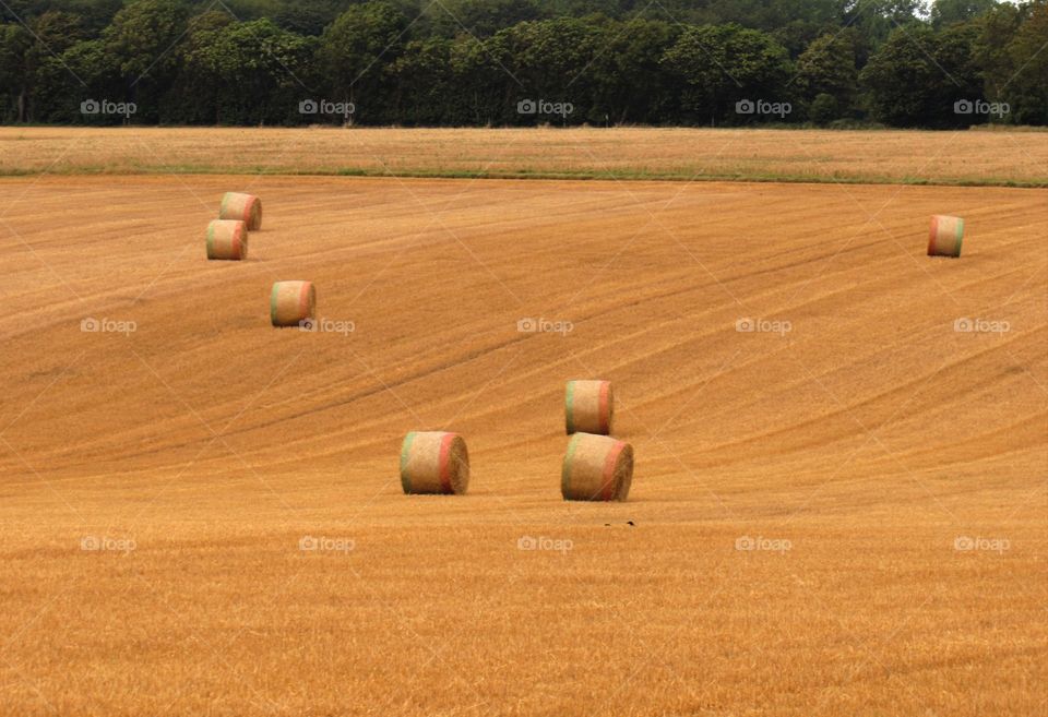 countryside