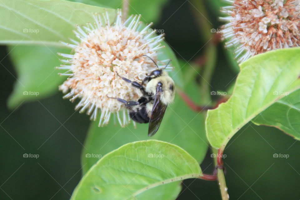 A bee on a flower