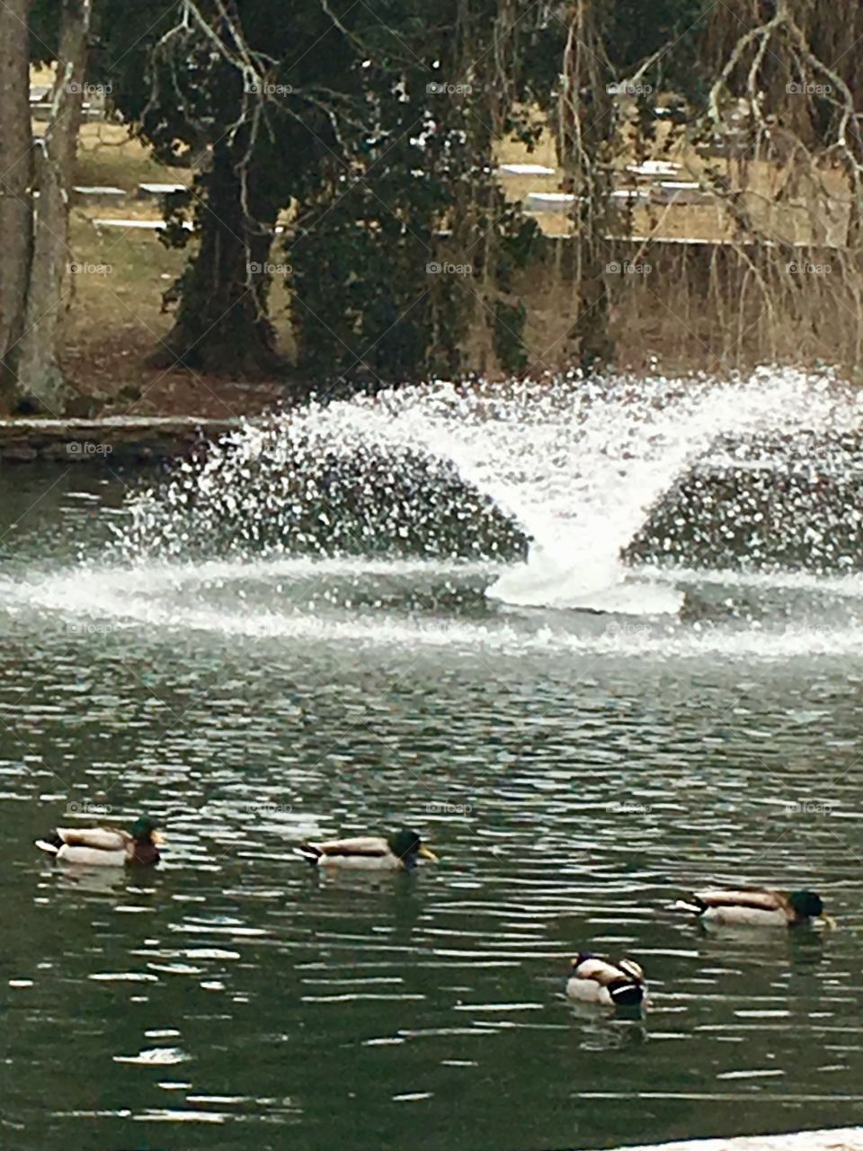 Freezing pond with ducks 