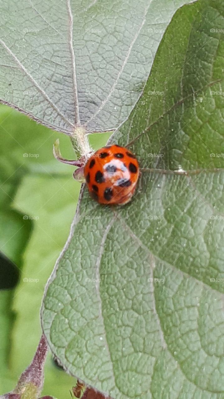 lady bug