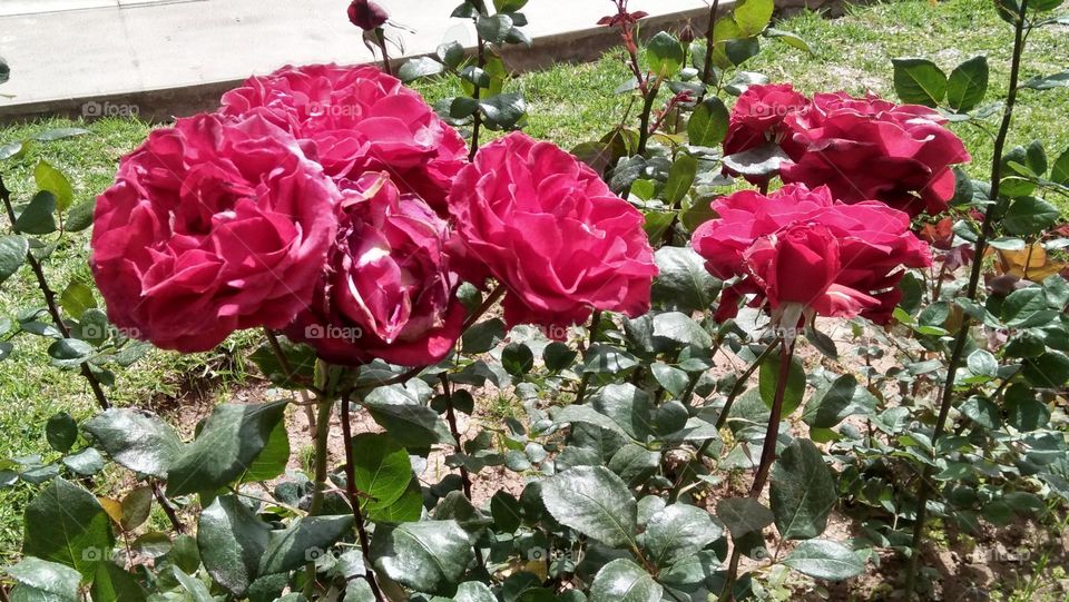 Beautiful red flowers