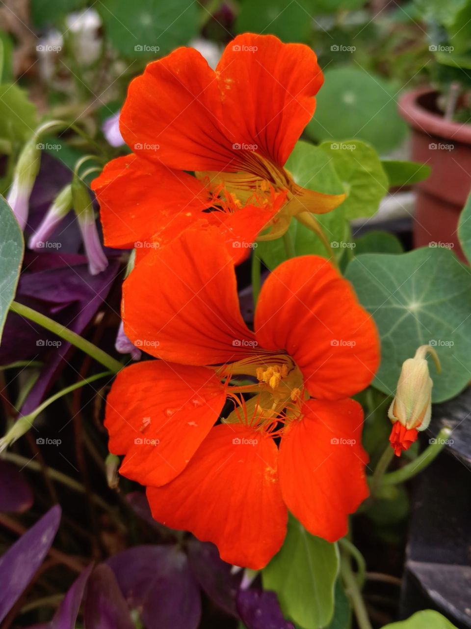 Nasturtium