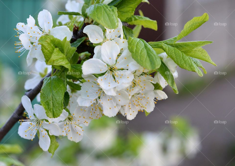 blooming tree spring nature