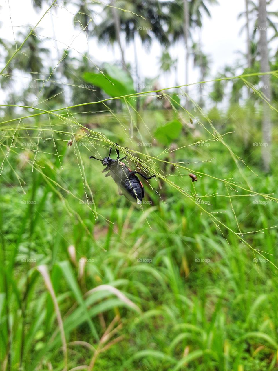 A Blister  beetle hanging on a grass flower