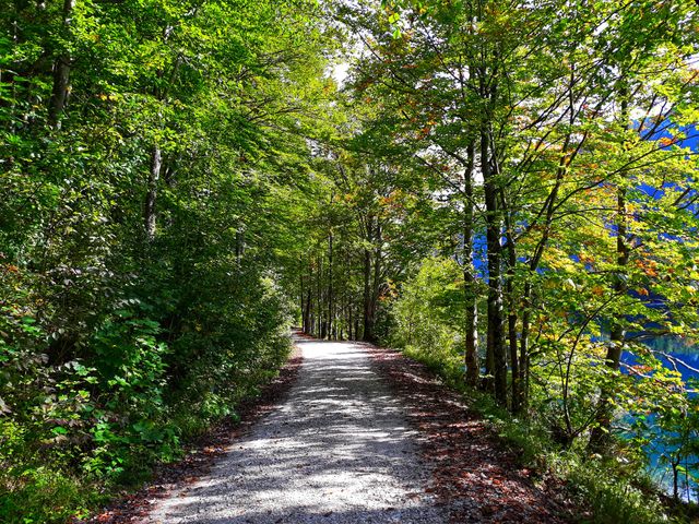 A path in the mesmerizing forest
