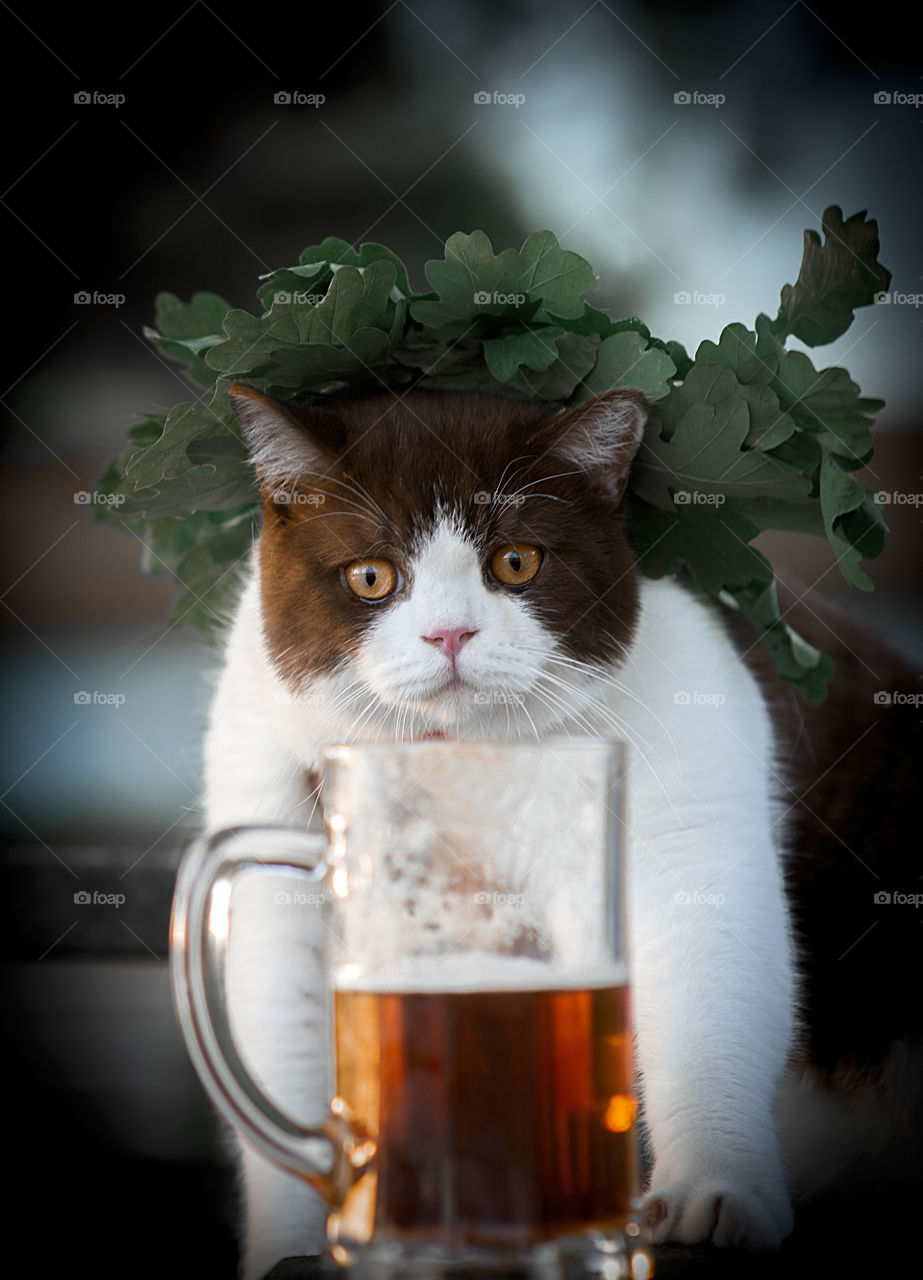 British short hair cat drinking cold beer