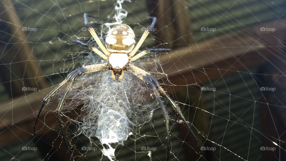 Lovely Yellow garden spider. What's up Charlotte?