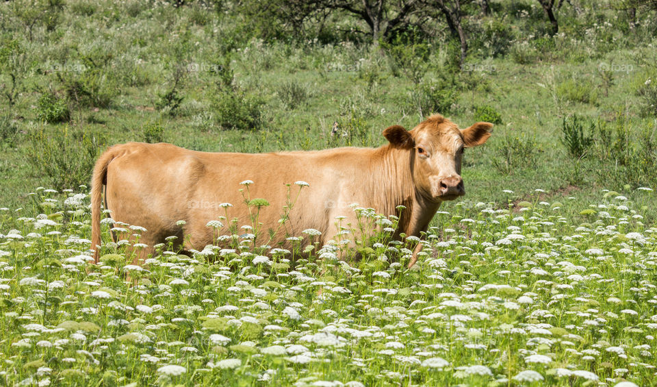 cow into flowers