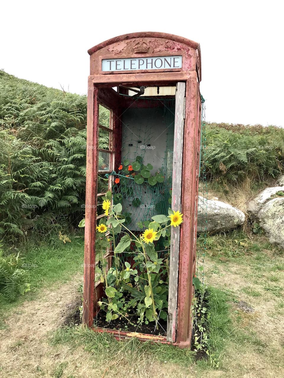 Sunflower-filled telephone box on Bryher in the Isles of Scilly