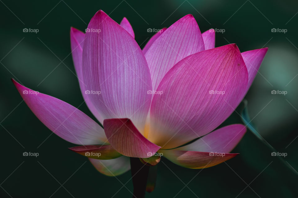 water lily charm in summer breeze