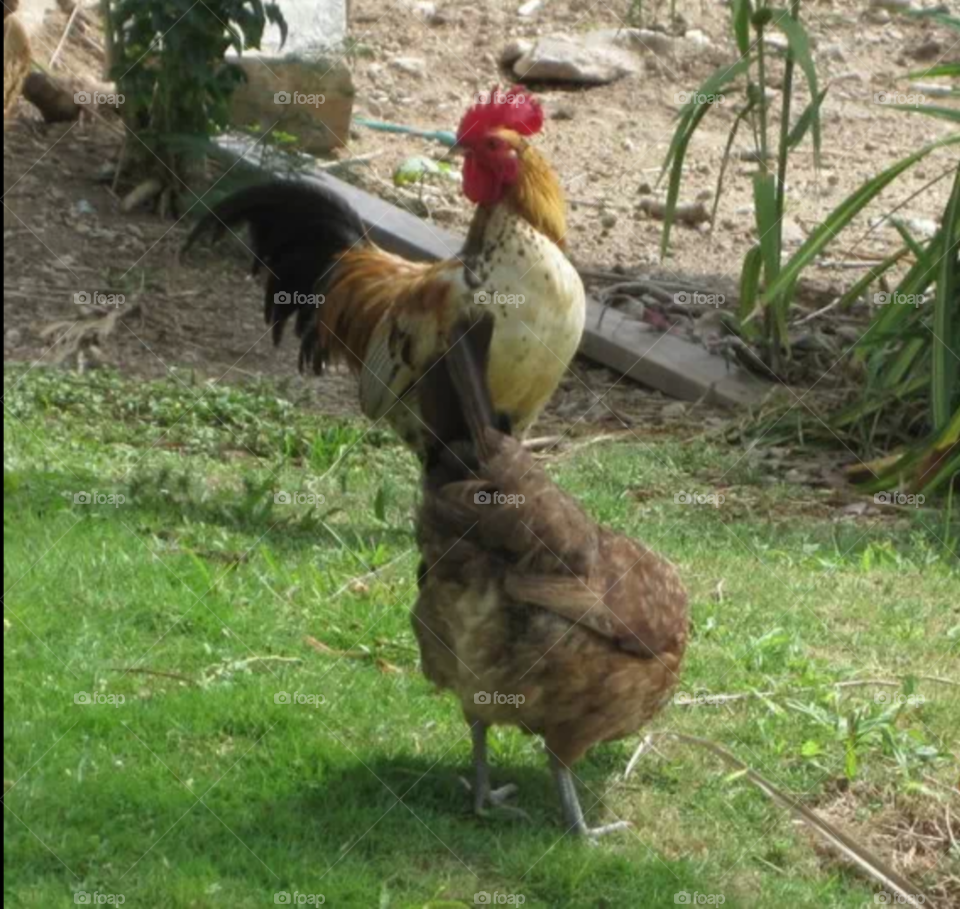 chicken and rooster