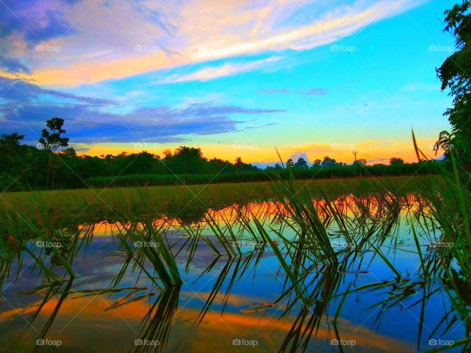 A Very Beautiful Pade/Rice Field, in the Evening Time.