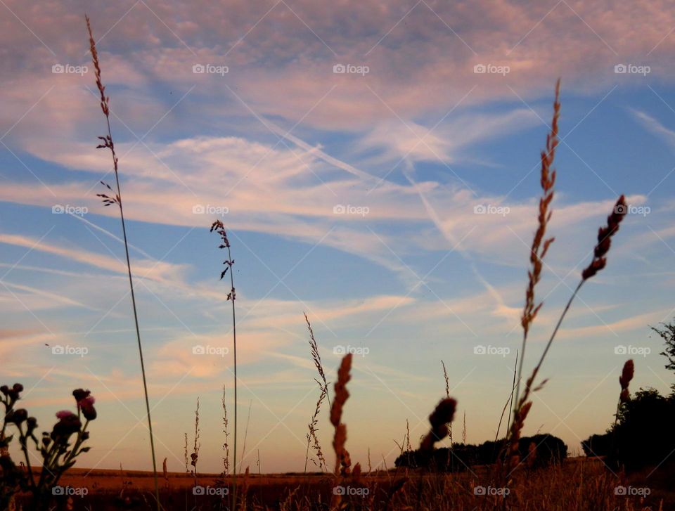 grass in sky